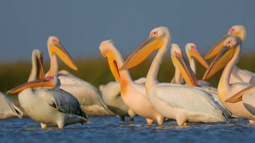 photo of Keoladeo National Park